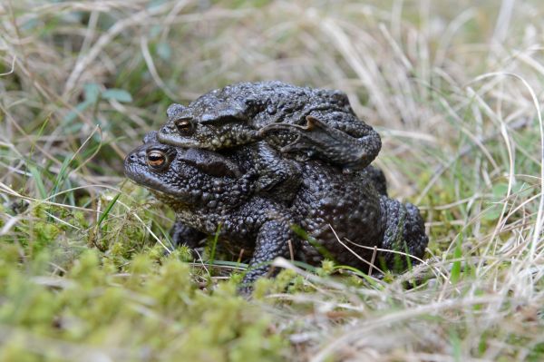 Erdkröte (Bufo bufo) 