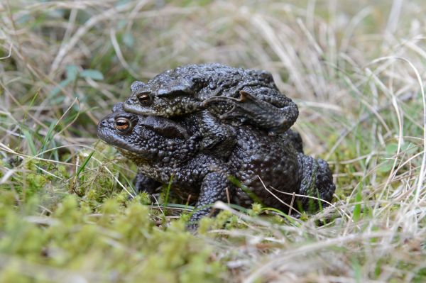 Common toad (Bufo bufo) 